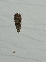 Xestocephalus tessellatus