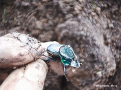 Phanaeus blackalleri