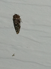 Xestocephalus tessellatus