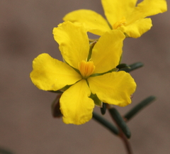 Hibbertia lineata