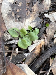 Pterostylis nana