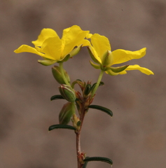 Hibbertia lineata