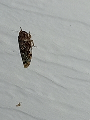 Xestocephalus tessellatus