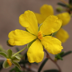 Hibbertia lineata