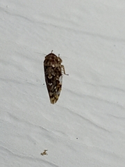 Xestocephalus tessellatus