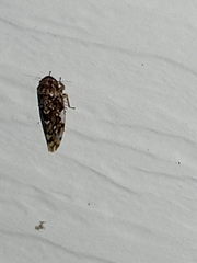 Xestocephalus tessellatus