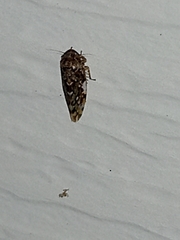 Xestocephalus tessellatus