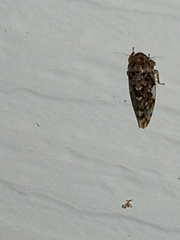 Xestocephalus tessellatus
