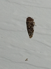 Xestocephalus tessellatus
