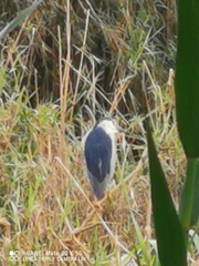 Nycticorax nycticorax