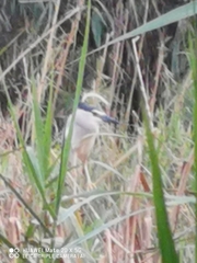Nycticorax nycticorax