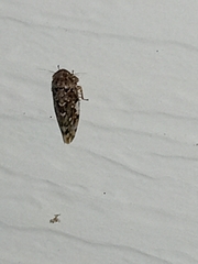 Xestocephalus tessellatus