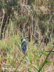Nycticorax nycticorax