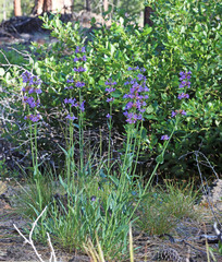 Penstemon euglaucus