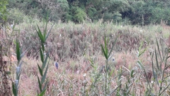 Nycticorax nycticorax