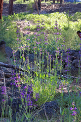 Penstemon euglaucus