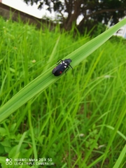 Callitettix versicolor