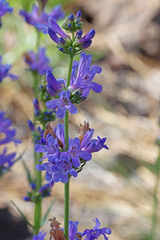 Penstemon euglaucus