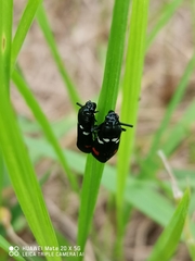 Callitettix versicolor