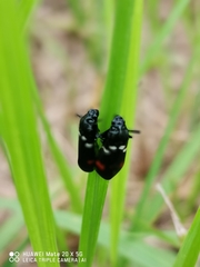 Callitettix versicolor