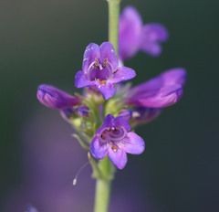 Penstemon euglaucus