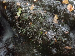 Austrothamnium pandum