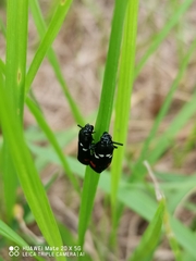 Callitettix versicolor