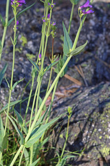 Penstemon euglaucus