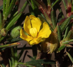 Hibbertia acerosa