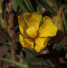 Hibbertia acerosa