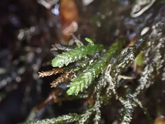 Austrothamnium pandum