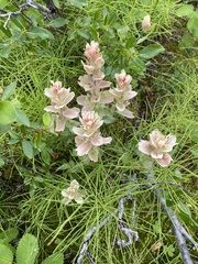 Castilleja unalaschcensis