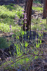 Penstemon euglaucus