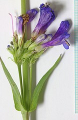Penstemon euglaucus