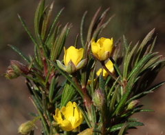 Hibbertia acerosa