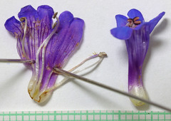 Penstemon euglaucus