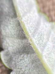 Dryas ajanensis