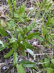Dryas ajanensis