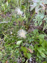 Dryas ajanensis