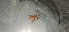 Araneae