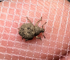 Pseudocneorhinus bifasciatus