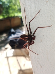 Acanthophrynus coronatus