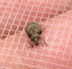 Pseudocneorhinus bifasciatus