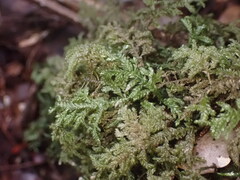 Camptochaete arbuscula