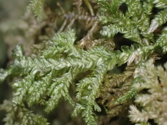 Camptochaete arbuscula