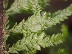 Camptochaete arbuscula