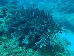 Acropora abrotanoides