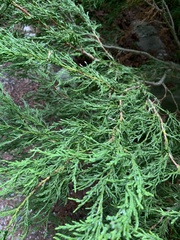 Cupressus nootkatensis