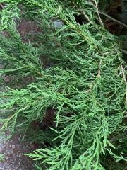 Cupressus nootkatensis