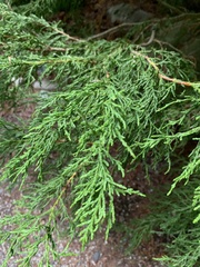 Cupressus nootkatensis